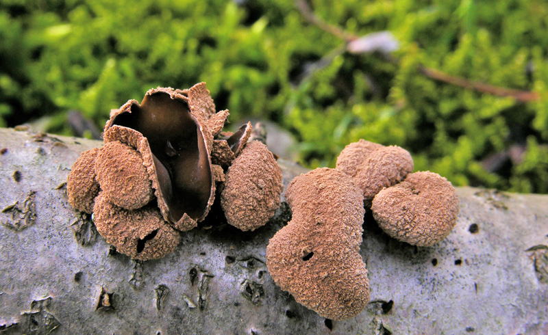 Encoelia furfuracea.